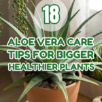 18 Aloe Vera Care Tips for Bigger, Healthier Plants