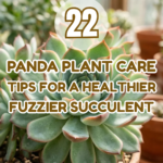 22 Panda Plant Care Tips for a Healthier, Fuzzier Succulent
