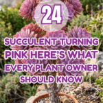 24 Succulent Turning Pink? Here’s What Every Plant Owner Should Know