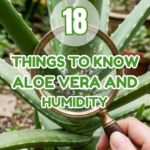 18 Things to Know About Aloe Vera and Humidity