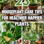23 Houseplant Care Tips for Healthier, Happier Plants