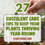 15 Succulent Care Tips to Keep Your Plants Thriving Year-Round