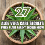 27 Aloe Vera Care Secrets Every Plant Parent Should Know