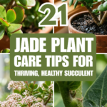 21 Jade Plant Care Tips for a Thriving, Healthy Succulent
