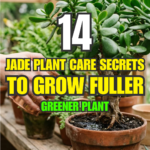 14 Jade Plant Care Secrets to Grow a Fuller, Greener Plant