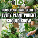 18 Houseplant Care Secrets Every Plant Parent Should Know