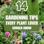 14 Gardening Tips Every Plant Lover Should Know