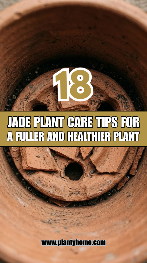 18 Jade Plant Care Tips for a Fuller and Healthier Plant