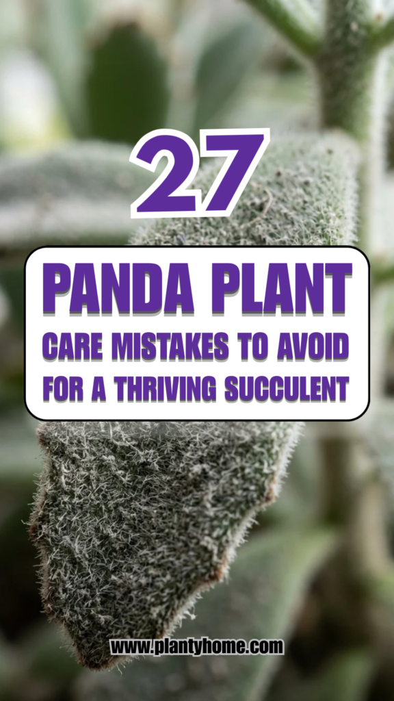 27 Panda Plant Care Mistakes to Avoid for a Thriving Succulent