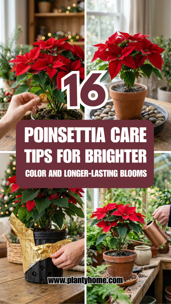 16 Poinsettia Care Tips for Brighter Color and Longer-Lasting Blooms