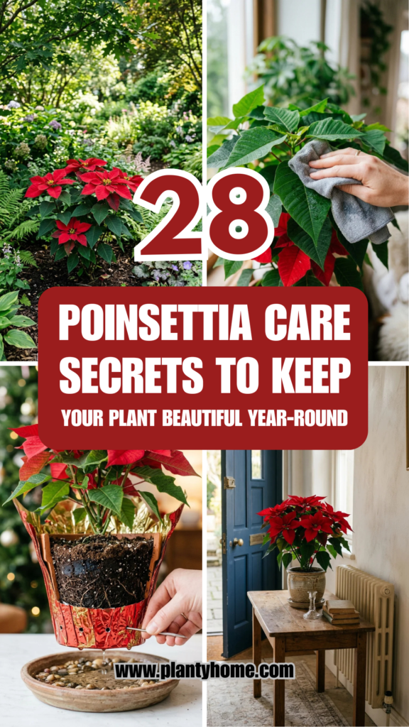 28 Poinsettia Care Secrets to Keep Your Plant Beautiful Year-Round