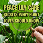 26 Peace Lily Care Secrets Every Plant Lover Should Know