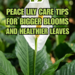 19 Peace Lily Care Tips for Bigger Blooms and Healthier Leaves