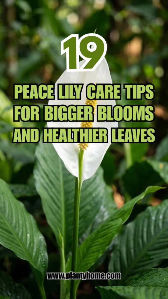 19 Peace Lily Care Tips for Bigger Blooms and Healthier Leaves
