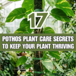 17 Pothos Plant Care Secrets to Keep Your Plant Thriving