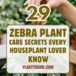 29 Zebra Plant Care Secrets Every Houseplant Lover Should Know