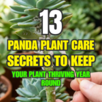 13 Panda Plant Care Secrets to Keep Your Plant Thriving Year-Round