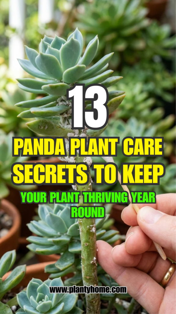 13 Panda Plant Care Secrets to Keep Your Plant Thriving Year-Round