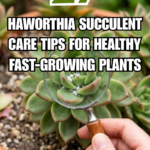 27 Haworthia Succulent Care Tips for Healthy, Fast-Growing Plants