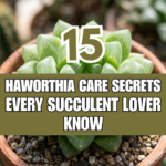 15 Haworthia Care Secrets Every Succulent Lover Should Know