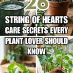 26 String of Hearts Care Secrets Every Plant Lover Should Know