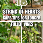 18 String of Hearts Care Tips for Longer, Fuller Vines