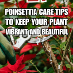 21 Poinsettia Care Tips to Keep Your Plant Vibrant and Beautiful