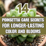 14 Poinsettia Care Secrets for Longer-Lasting Color and Blooms