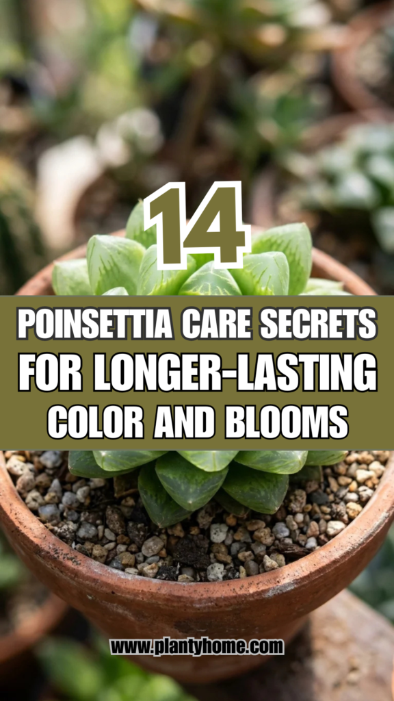 14 Poinsettia Care Secrets for Longer-Lasting Color and Blooms