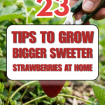 23 Tips to Grow Bigger, Sweeter Strawberries at Home