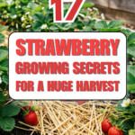 17 Strawberry Growing Secrets for a Huge Harvest