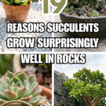 19 Reasons Succulents Grow Surprisingly Well in Rocks