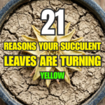 21 Reasons Your Succulent Leaves Are Turning Yellow