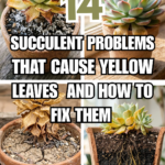 14 Succulent Problems That Cause Yellow Leaves (And How to Fix Them)