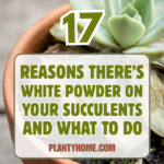 17 Reasons There’s White Powder on Your Succulents (And What to Do)