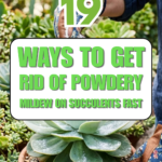 19 Ways to Get Rid of Powdery Mildew on Succulents Fast