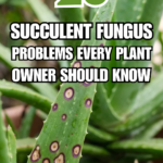 23 Succulent Fungus Problems Every Plant Owner Should Know
