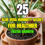 25 Aloe Vera Humidity Secrets for Healthier, Faster Growth