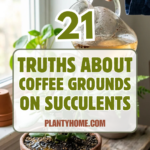 21 Truths About Using Coffee Grounds on Succulents