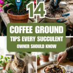 14 Coffee Ground Tips Every Succulent Owner Should Know