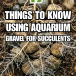 17 Things to Know Before Using Aquarium Gravel for Succulents