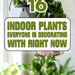 16 Indoor Plants Everyone Is Decorating With Right Now